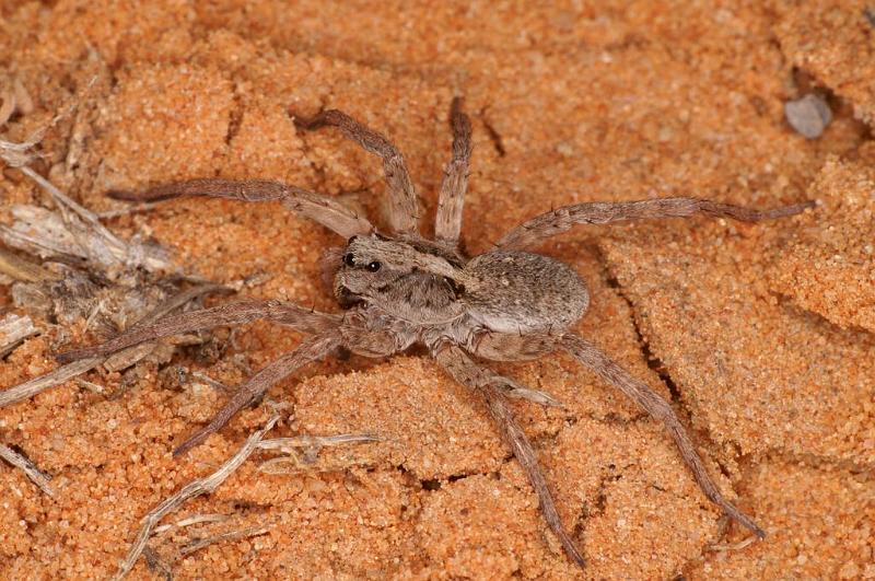 Lycosa_ZZ567_D7185_Z_90_Kidmans camp_Australie.jpg